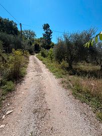 Terreno uliveto