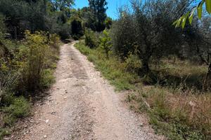 Terreno uliveto