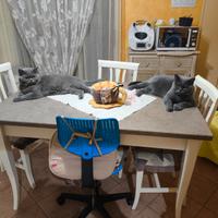 Gatto British per monta