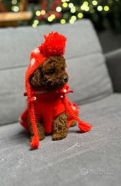 Barboncino mini Toy femmine Red tre mesi