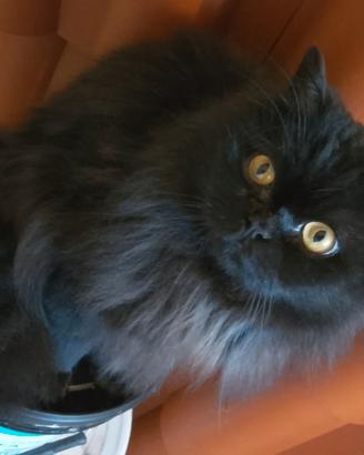 Gatto adulto d angora