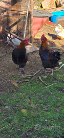 Galli marans