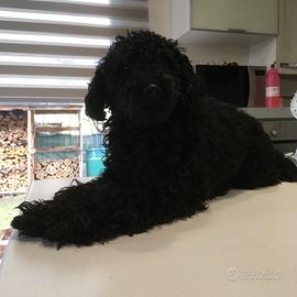 Barboncino per accoppiamento monta