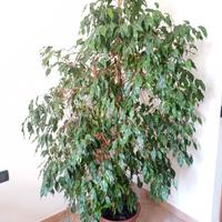 Pianta da interno Ficus Benjamin