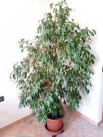 Pianta da interno Ficus Benjamin