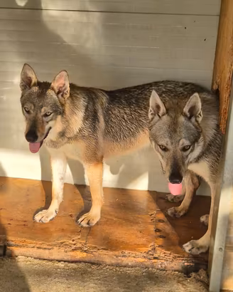 CANI LUPO CECOSLOVACCHI 🐺