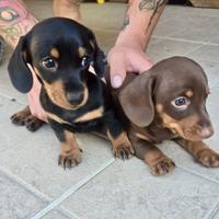 Cuccioli bassotti pedigree ENCI