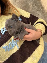 Bulldog Francese Blu
