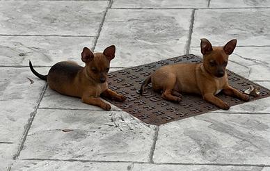 Pinscher nani maschi
