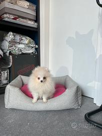 Cucciola spitz di Pomerania bianco mini