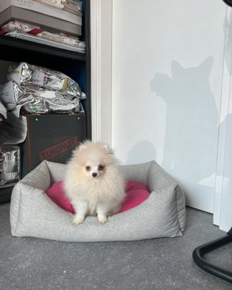 Cucciola spitz di Pomerania bianco mini
