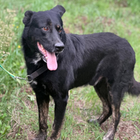 Pastore tedesco nero