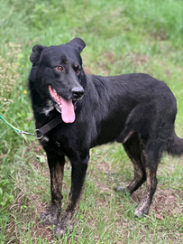 Pastore tedesco nero