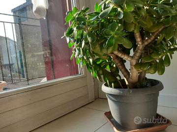 Albero di Giada o pianta della Fortuna 