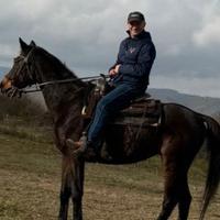 Cavallo