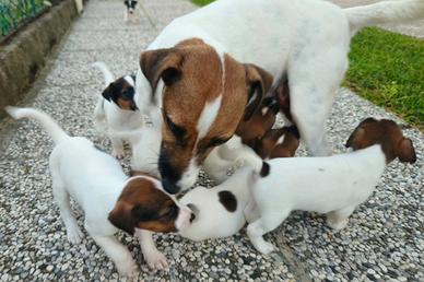 Jack russell terrier