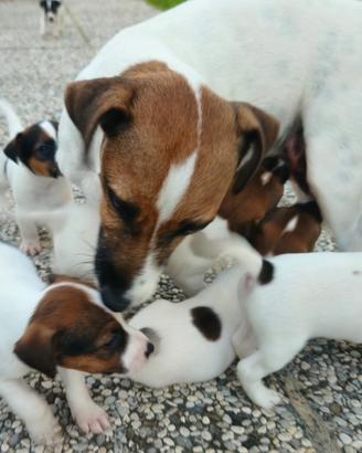 Jack russell terrier