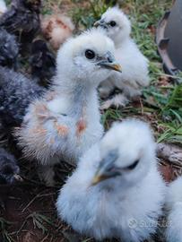 Gallina moroseta