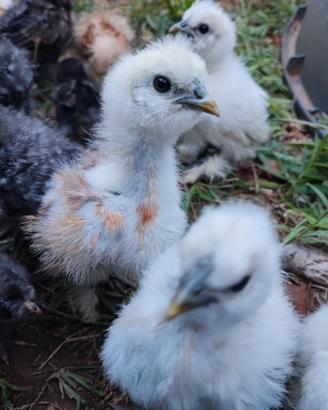 Gallina moroseta