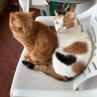 Coppia di gatti dolcissimi