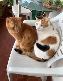 Coppia di gatti dolcissimi