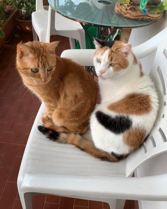 Coppia di gatti dolcissimi