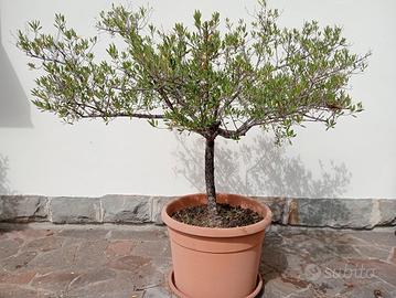 Ulivo 