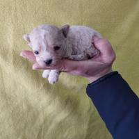 Cuccioli di Maltipoo
