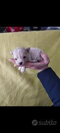 Cuccioli di Maltipoo