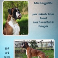 Boxer fulvo maschio disponibile per monta