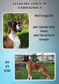 Boxer fulvo maschio disponibile per monta