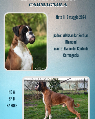 Boxer fulvo maschio disponibile per monta