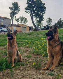 Cuccioli di pastore tedesco