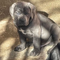 Cuccioli di cane corso , hanno 50 giorni