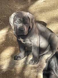 Cuccioli di cane corso , hanno 50 giorni