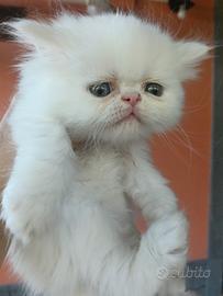 Gatto persiano 