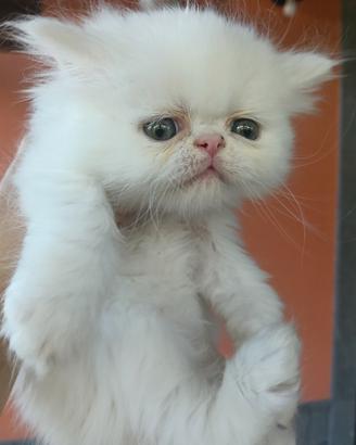 Gatto persiano 