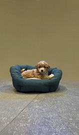 Maltipoo toy beige