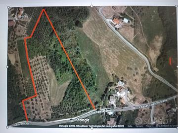 Terreno agricolo con ulivi
