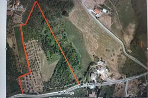 Terreno agricolo con ulivi