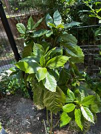 Aucuba Japonica (Alloro del Giappone) in vaso