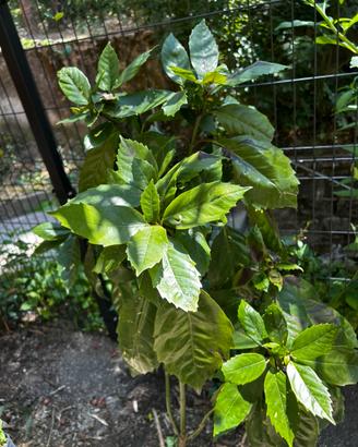Aucuba Japonica (Alloro del Giappone) in vaso