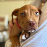 Cuccioli Pitbull