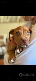 Cuccioli Pitbull