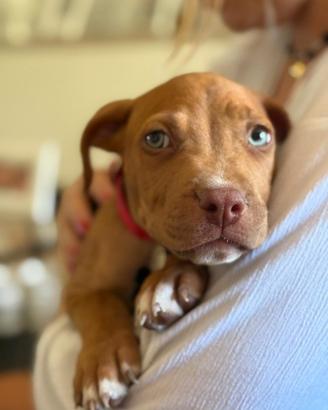 Cuccioli Pitbull
