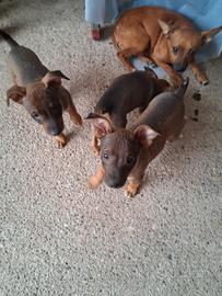 Cuccioli da compagnia taglia piccola
