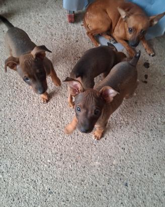 Cuccioli da compagnia taglia piccola