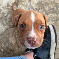 Cuccioli di pitbull read nouse di 1 mese