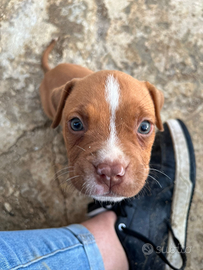 Cuccioli di pitbull read nouse di 1 mese