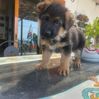 Cuccioli di pastore tedesco con PEDIGREE